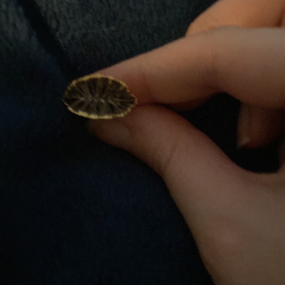 Shell pendant - Picture 2 of 2